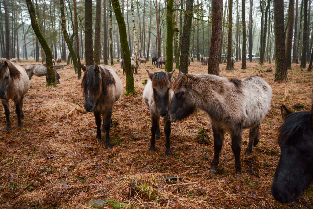 Im Merfelder Bruch verborgen: Die Dülmener Wildpferde